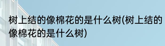 树上结的像棉花的是什么树(树上结的像棉花的是什么树)