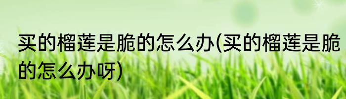 买的榴莲是脆的怎么办(买的榴莲是脆的怎么办呀)