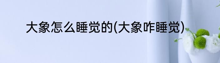 大象怎么睡觉的(大象咋睡觉)