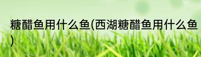 糖醋鱼用什么鱼(西湖糖醋鱼用什么鱼)
