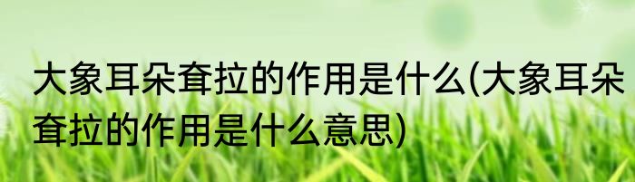 大象耳朵耷拉的作用是什么(大象耳朵耷拉的作用是什么意思)