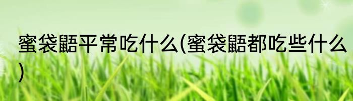 蜜袋鼯平常吃什么(蜜袋鼯都吃些什么)