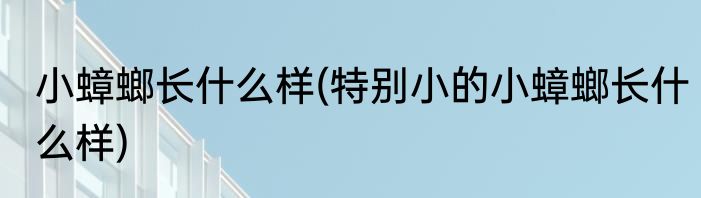 小蟑螂长什么样(特别小的小蟑螂长什么样)