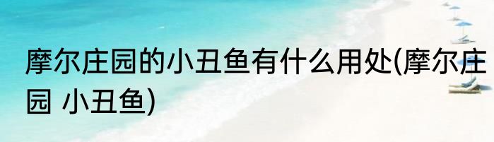 摩尔庄园的小丑鱼有什么用处(摩尔庄园 小丑鱼)