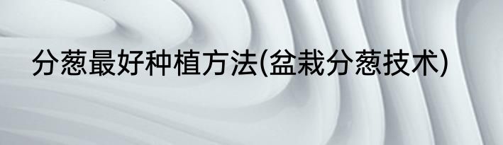 分葱最好种植方法(盆栽分葱技术)