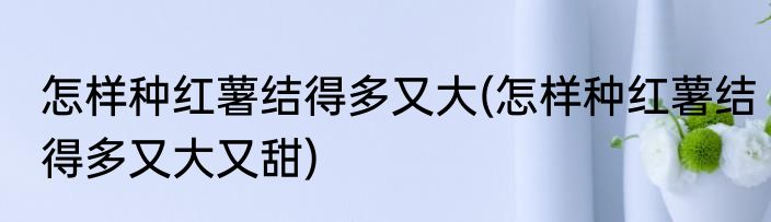 怎样种红薯结得多又大(怎样种红薯结得多又大又甜)