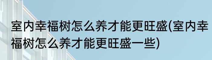 室内幸福树怎么养才能更旺盛(室内幸福树怎么养才能更旺盛一些)
