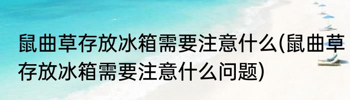 鼠曲草存放冰箱需要注意什么(鼠曲草存放冰箱需要注意什么问题)