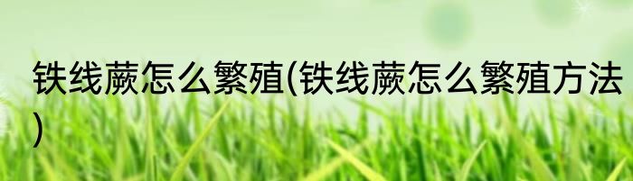 铁线蕨怎么繁殖(铁线蕨怎么繁殖方法)