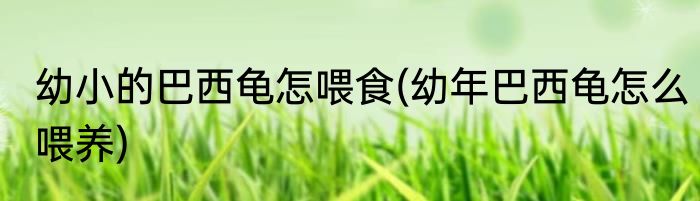 幼小的巴西龟怎喂食(幼年巴西龟怎么喂养)