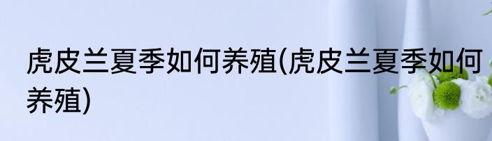 虎皮兰夏季如何养殖(虎皮兰夏季如何养殖)