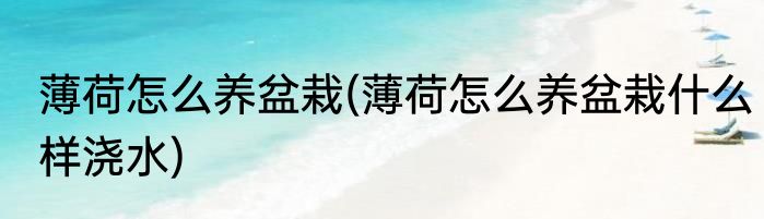 薄荷怎么养盆栽(薄荷怎么养盆栽什么样浇水)