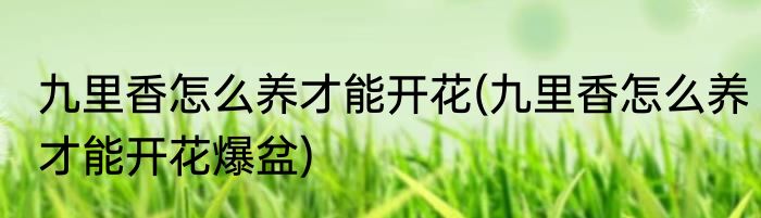 九里香怎么养才能开花(九里香怎么养才能开花爆盆)