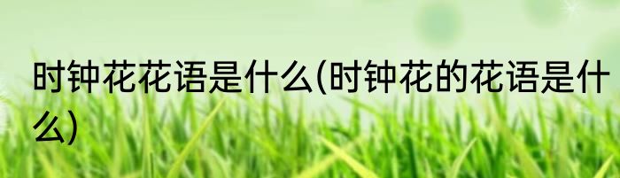 时钟花花语是什么(时钟花的花语是什么)
