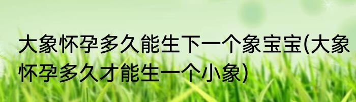 大象怀孕多久能生下一个象宝宝(大象怀孕多久才能生一个小象)