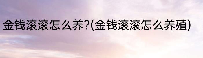 金钱滚滚怎么养?(金钱滚滚怎么养殖)