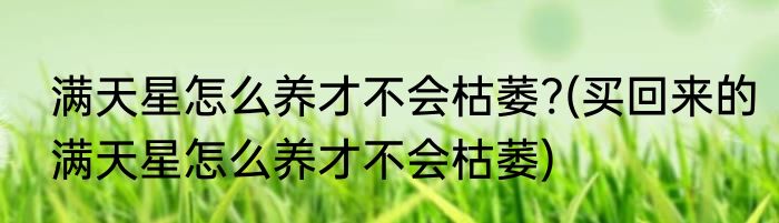 满天星怎么养才不会枯萎?(买回来的满天星怎么养才不会枯萎)