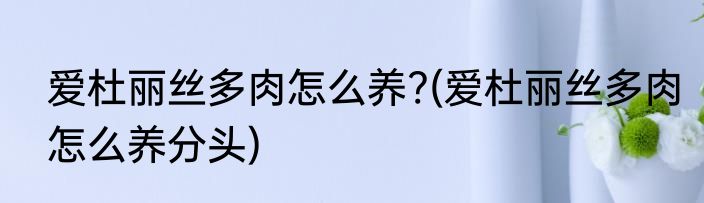 爱杜丽丝多肉怎么养?(爱杜丽丝多肉怎么养分头)