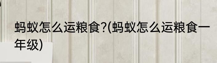 蚂蚁怎么运粮食?(蚂蚁怎么运粮食一年级)
