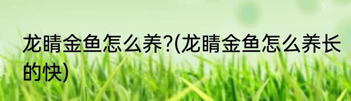 龙睛金鱼怎么养?(龙睛金鱼怎么养长的快)