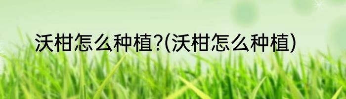 沃柑怎么种植?(沃柑怎么种植)