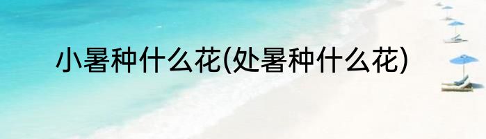 小暑种什么花(处暑种什么花)