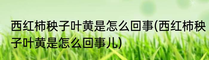 西红柿秧子叶黄是怎么回事(西红柿秧子叶黄是怎么回事儿)