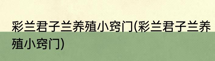 彩兰君子兰养殖小窍门(彩兰君子兰养殖小窍门)