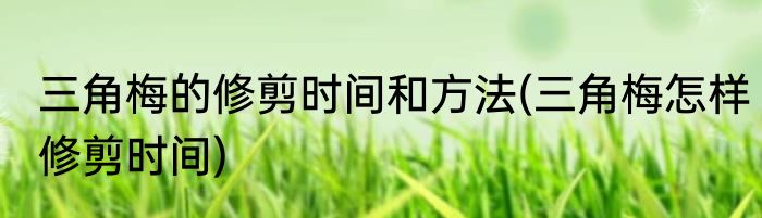 三角梅的修剪时间和方法(三角梅怎样修剪时间)