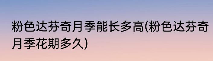 粉色达芬奇月季能长多高(粉色达芬奇月季花期多久)