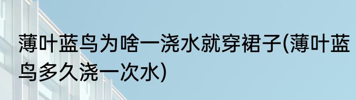 薄叶蓝鸟为啥一浇水就穿裙子(薄叶蓝鸟多久浇一次水)