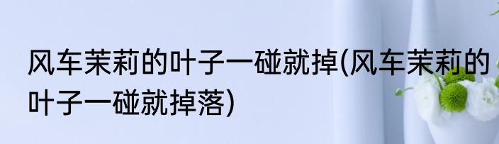 风车茉莉的叶子一碰就掉(风车茉莉的叶子一碰就掉落)