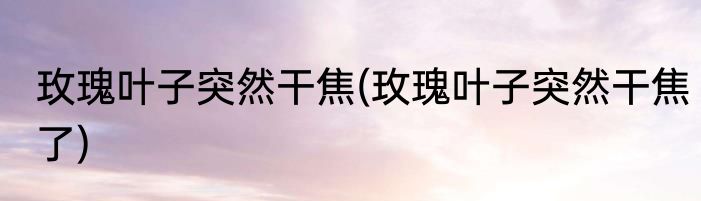 玫瑰叶子突然干焦(玫瑰叶子突然干焦了)