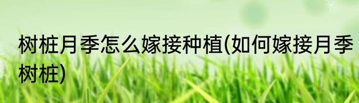 树桩月季怎么嫁接种植(如何嫁接月季树桩)