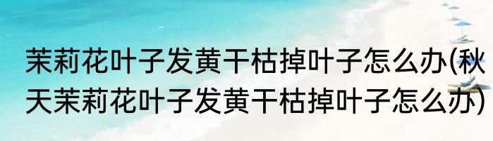 茉莉花叶子发黄干枯掉叶子怎么办(秋天茉莉花叶子发黄干枯掉叶子怎么办)