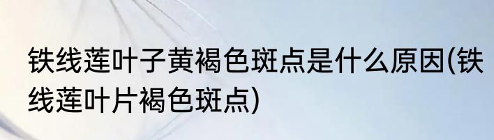 铁线莲叶子黄褐色斑点是什么原因(铁线莲叶片褐色斑点)