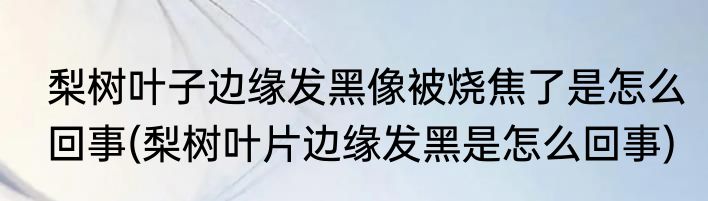 梨树叶子边缘发黑像被烧焦了是怎么回事(梨树叶片边缘发黑是怎么回事)