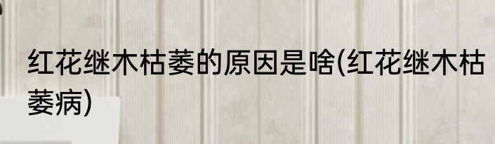 红花继木枯萎的原因是啥(红花继木枯萎病)