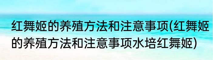 红舞姬的养殖方法和注意事项(红舞姬的养殖方法和注意事项水培红舞姬)