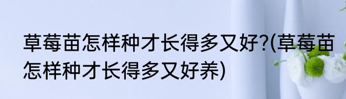 草莓苗怎样种才长得多又好?(草莓苗怎样种才长得多又好养)