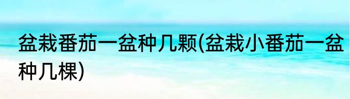 盆栽番茄一盆种几颗(盆栽小番茄一盆种几棵)