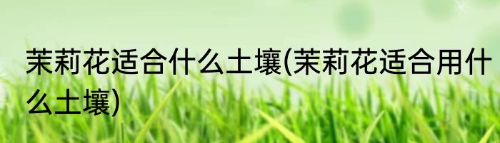茉莉花适合什么土壤(茉莉花适合用什么土壤)
