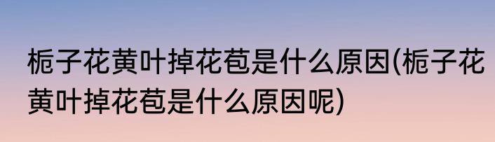 栀子花黄叶掉花苞是什么原因(栀子花黄叶掉花苞是什么原因呢)