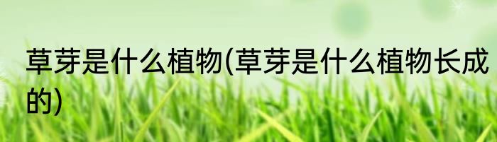 草芽是什么植物(草芽是什么植物长成的)