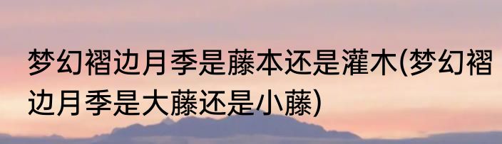 梦幻褶边月季是藤本还是灌木(梦幻褶边月季是大藤还是小藤)