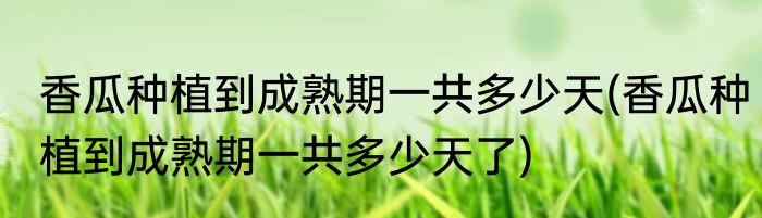 香瓜种植到成熟期一共多少天(香瓜种植到成熟期一共多少天了)