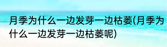 月季为什么一边发芽一边枯萎(月季为什么一边发芽一边枯萎呢)