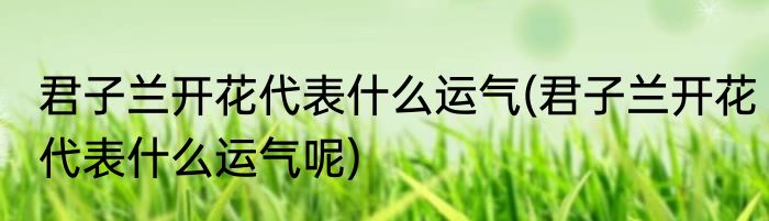 君子兰开花代表什么运气(君子兰开花代表什么运气呢)