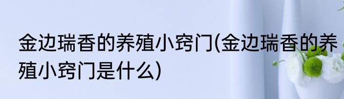 金边瑞香的养殖小窍门(金边瑞香的养殖小窍门是什么)