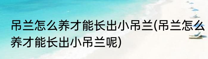 吊兰怎么养才能长出小吊兰(吊兰怎么养才能长出小吊兰呢)